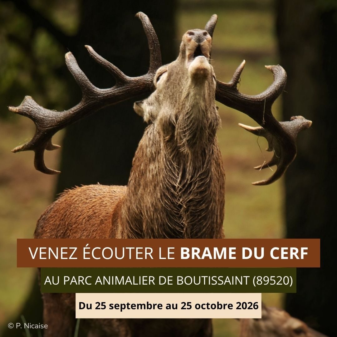 Visuel à partager 1 - Brame du Cerf